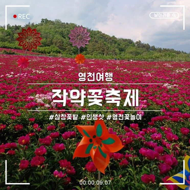 영천 작약꽃축제 :: 5월 가볼만한곳 삼창꽃밭 작약꽃