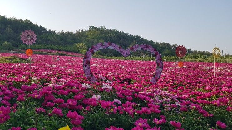 영천 작약꽃 작약꽃말 삼청리 작약꽃밭