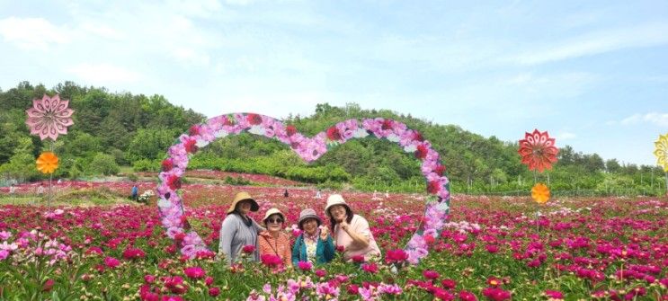 영천 작약꽃축제(2023.5.12) 화남면 삼창꽃밭 영천가볼만한곳...