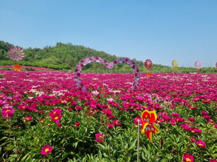 영천 삼창리 작약 꽃