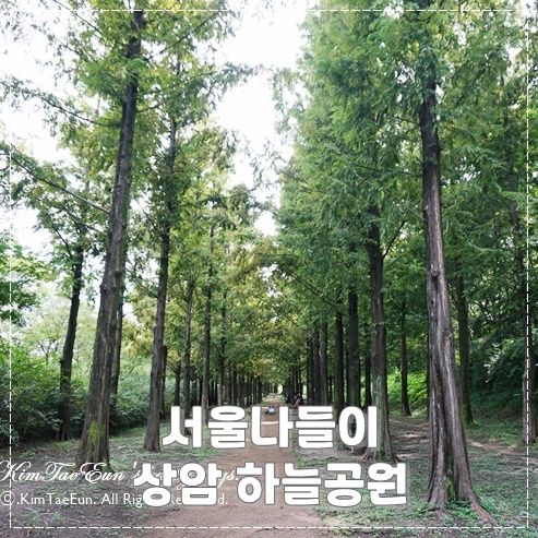 서울나들이 갈만한곳 상암 하늘공원 메타세콰이어길