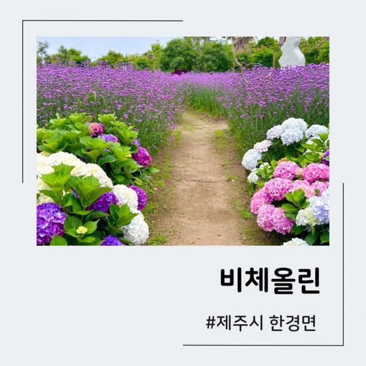 제주 서쪽 관광지 비체올린-수국, 능소화, 버베나 구경하기