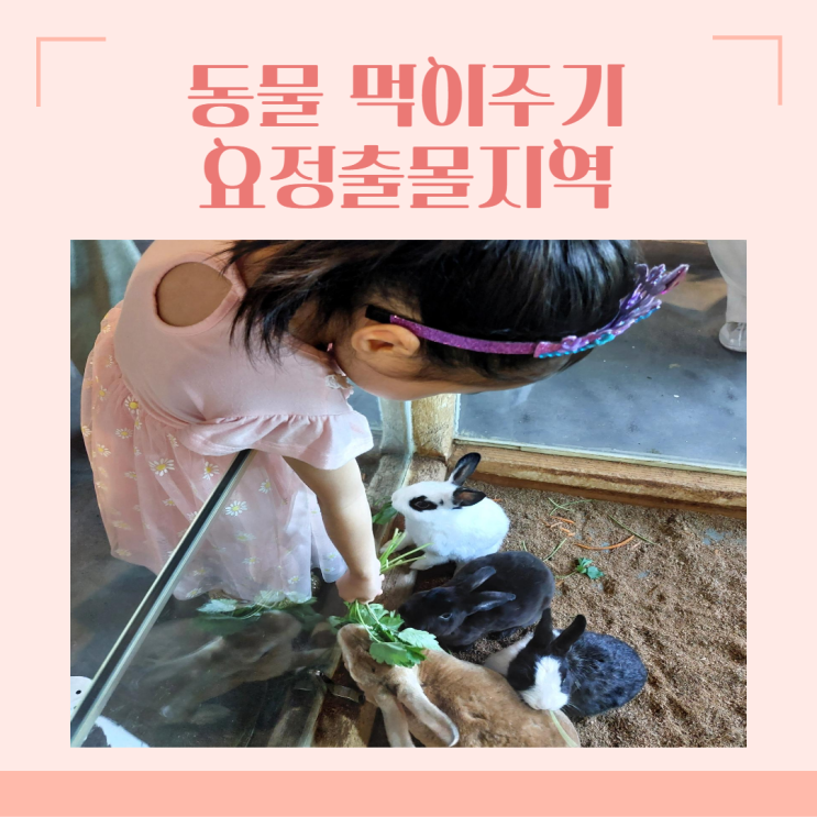 하남 요정출몰지역 동물먹이주기 토끼카페