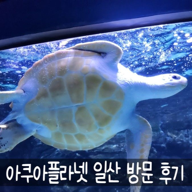 경기도 아이와 가볼만한 곳 아쿠아플라넷 일산 후기