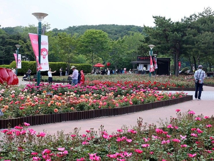 울산 장미축제 실시간 개화 상황과 울산대공원 동물원 지금...