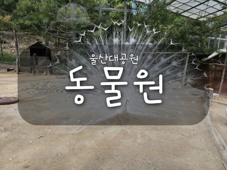 울산대공원 동물원 장미원 장미축제 정보