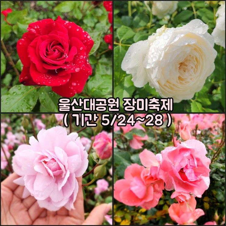 울산대공원 장미축제 개화상황 초청가수 동물원 운영시간까지
