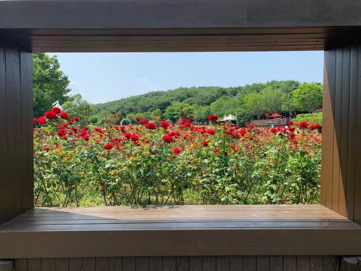 울산대공원 산책, 장미공원, 동물원코스 관람 1부