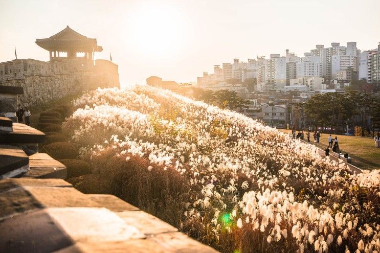 억새가 만발했던 수원 화성 서북각루 (화서공원)