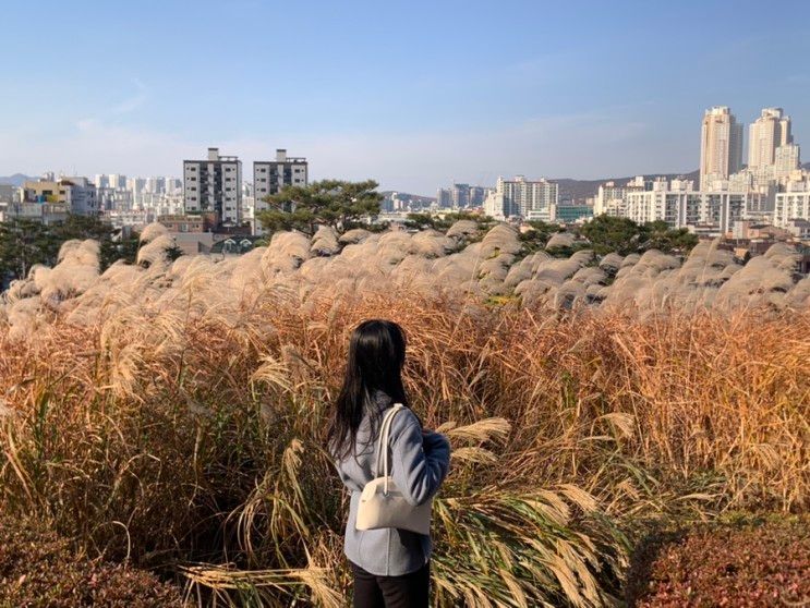 [수원행궁동] 화서공원 가을 억새명소/포토스팟추천