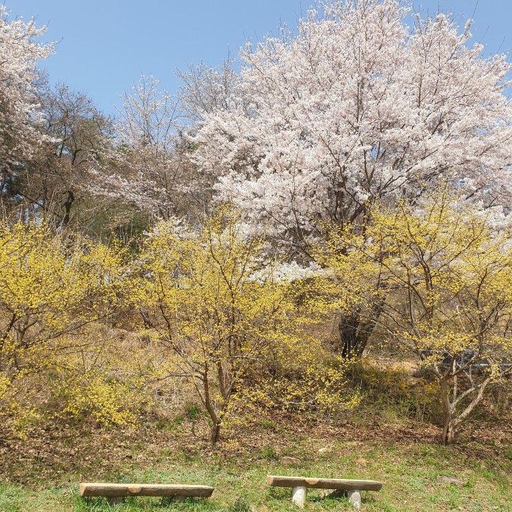 [경기도 이천/산수유마을] 노랗게 물든 서울 근교 꽃구경 장소