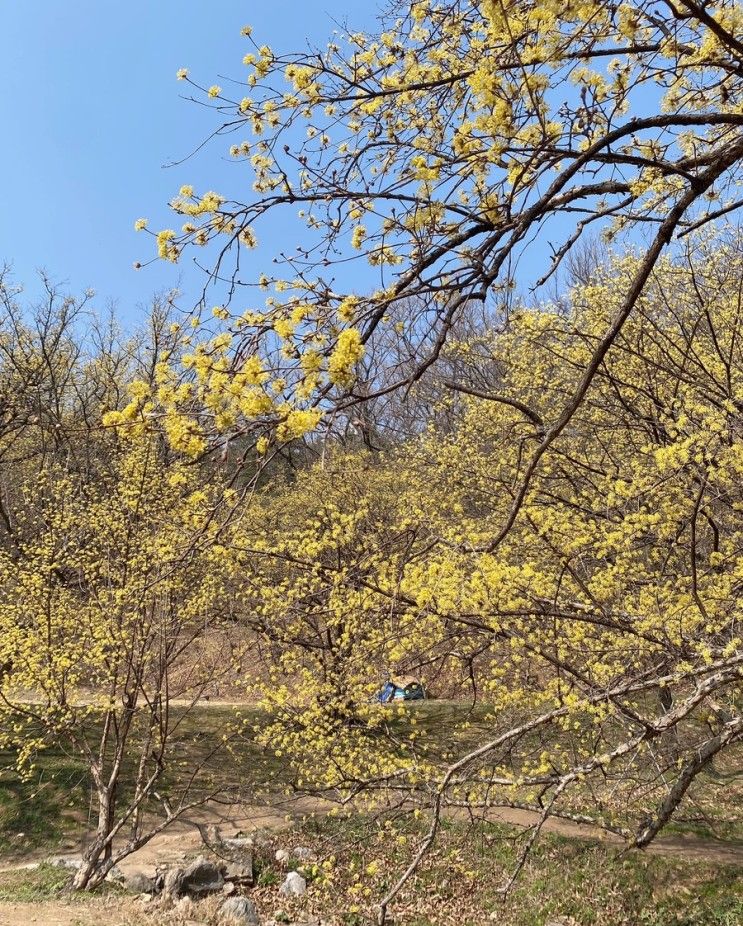 이천 산수유마을, 서울근교 꽃구경 명소(3월말~4월초 방문 추천)