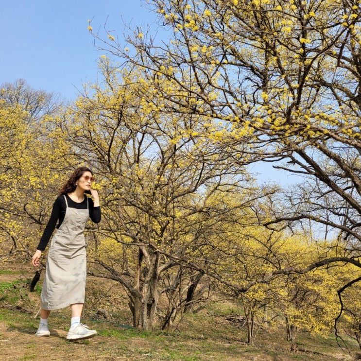 봄나들이로 좋은 이천 산수유마을 주차,산책코스