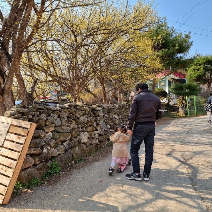 산수유나무 봄꽃 구경 이천 산수유마을 (개화시기, 옷차림 , 주차 )