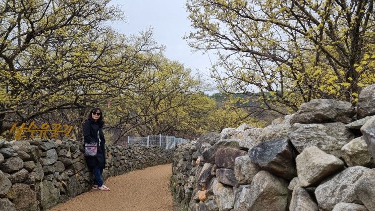 (국내여행) 이천 산수유마을(경기이천), 코시국으로 산수유축제는 열리지 못하지만 노란 봄꽃의 향연은 화려한 별빛처럼 빛이난다^^