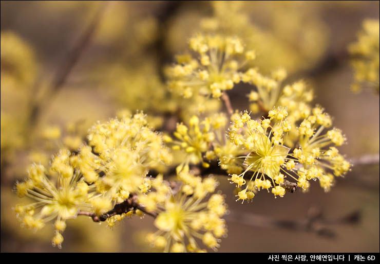 이천 여행 경기도 이천 산수유마을 볼거리 주차