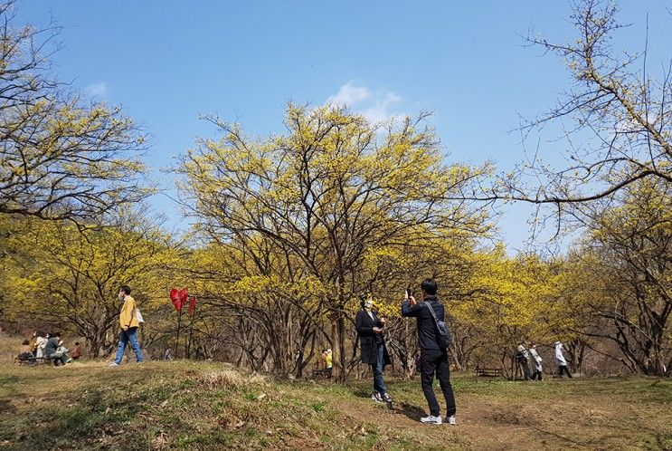 서울 근교 나들이 이천 산수유마을  꽃 만개, 축제 취소 꽃구경은 가능