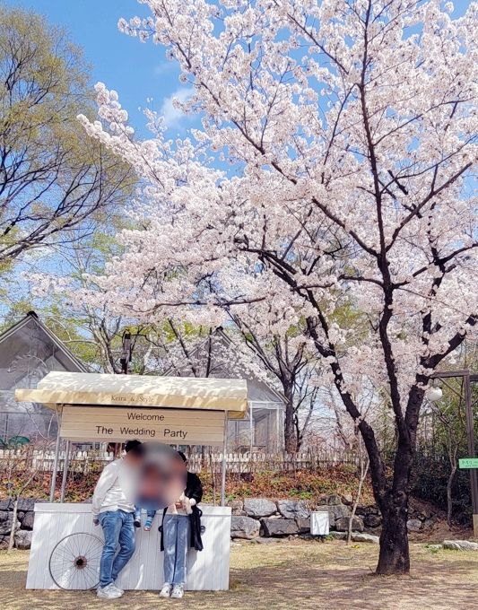 대구 놀이공원 아이랑 놀만한 곳  수성못 수성랜드 아르떼 벚꽃