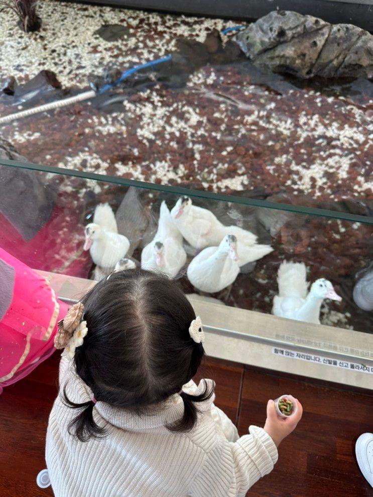 울산 북구 곽암아트카페갤러리 26개월아기 오리먹이주기...