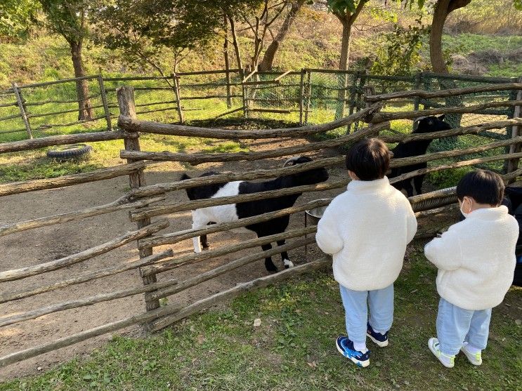 가볼만한곳 안성 허브와풍뎅이 동물먹이주기 가능한 체험농장