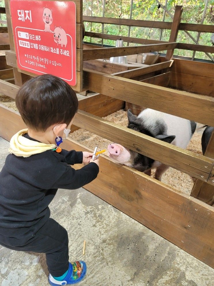 보령 아기와 갈만한곳 바둑이네 동물원 (개화예술공원 안)