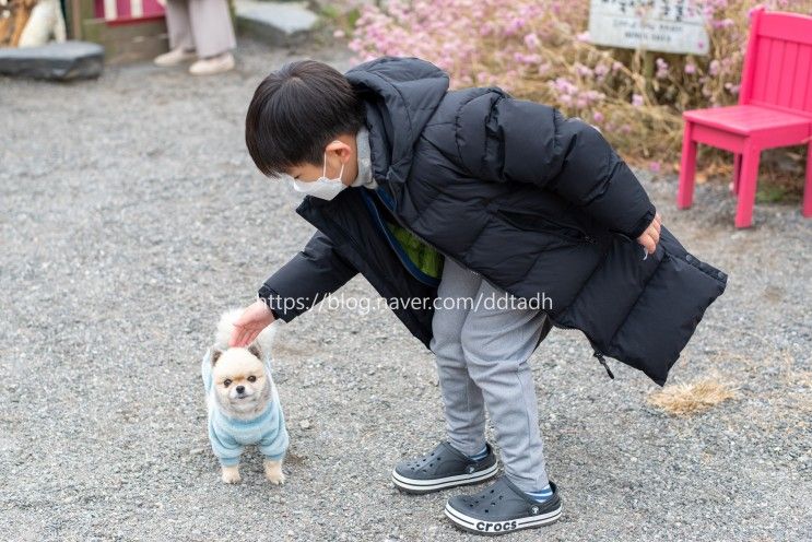 보령 개화예술공원 모산미술관 바둑이네동물원 리리스카페