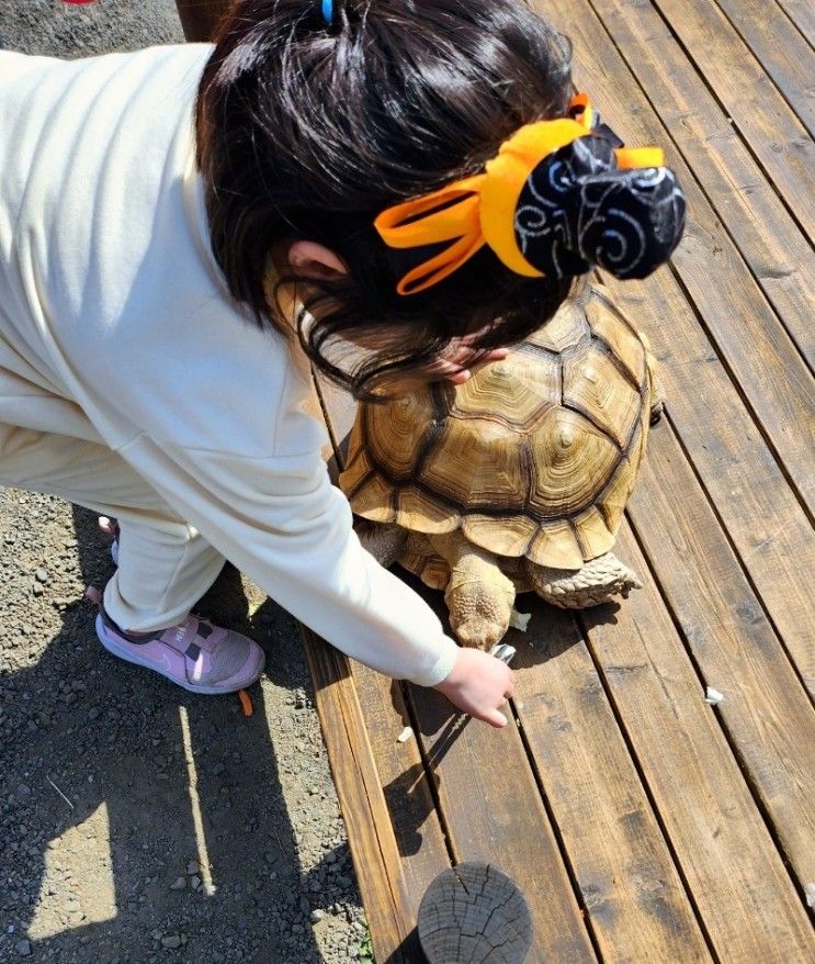 대전 근교 보령 주말 아이랑 가기좋은 바둑이네 동물원