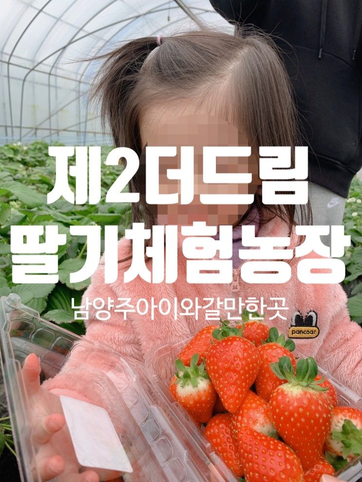제2더드림딸기농장 딸기체험... 복숭아맛 딸기! : 경기 남양주...