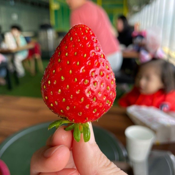 [남양주]딸기체험인데 놀이터도 있는, ‘제2더드림딸기농장’
