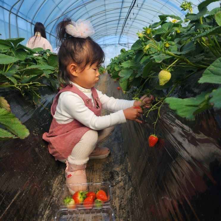 남양주 제2더드림 딸기체험농장 겨울철 아이와 딸기 따기...