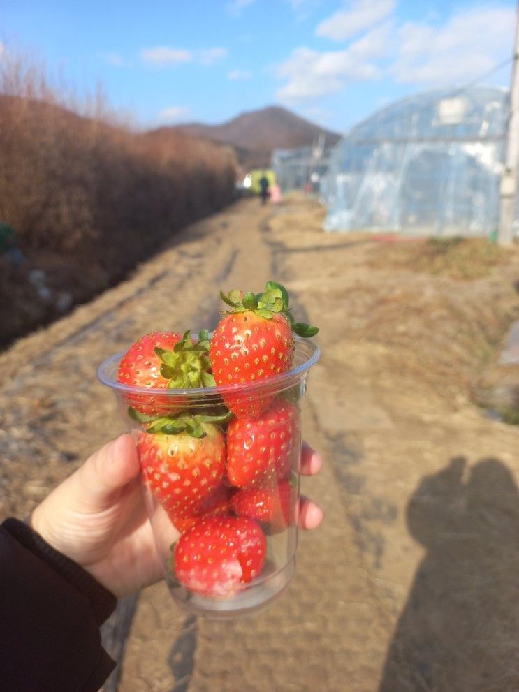 [남양주] 6세와 함께한 제2더드림딸기농장/네이버예약...