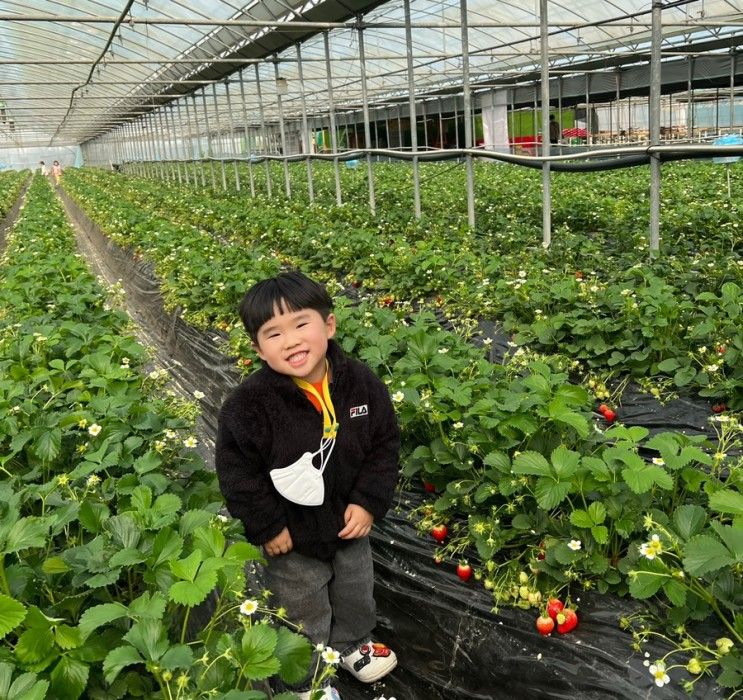 서울근교 남양주 딸기체험 가능한 더드림딸기농장