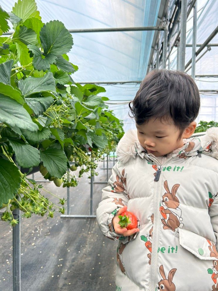 남양주 딸기농장 제1더드림딸기체험농장 방문 후기