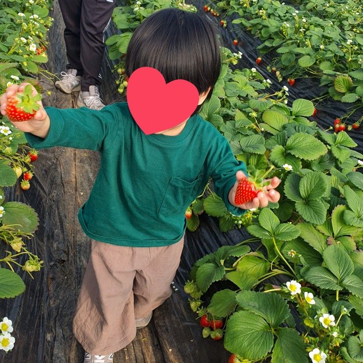 남양주 딸기체험 경기도 수도권 제2더드림딸기농장 두 돌...