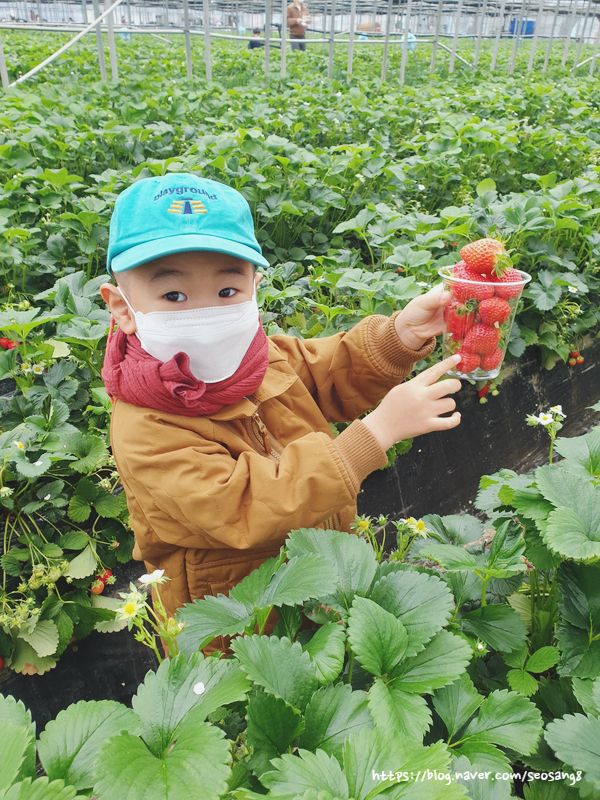 [남양주딸기농장]5살 허니가 너무 좋아했던 딸기체험 "더드림...