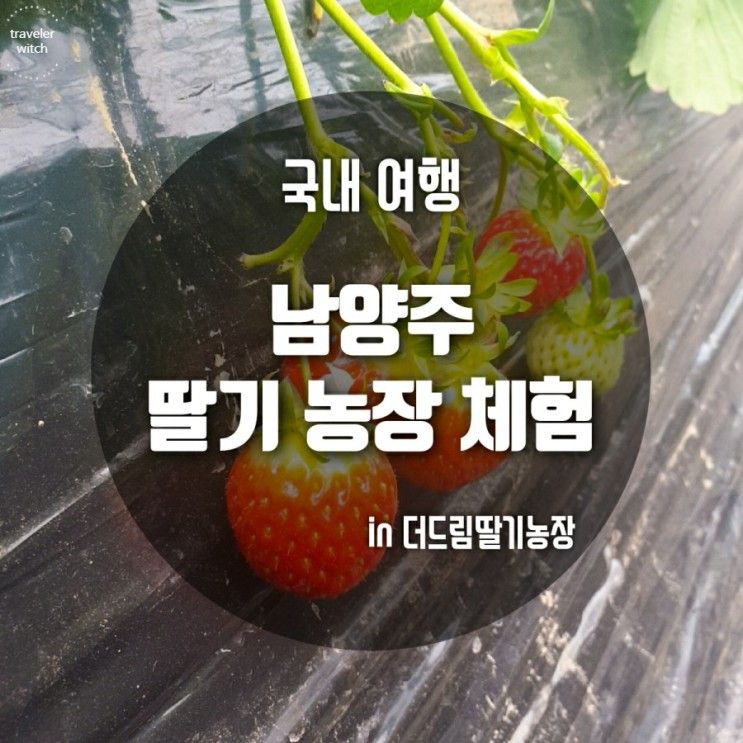 딸기 농장 체험 ; 경기도 가볼만한 곳 in 남양주 더드림