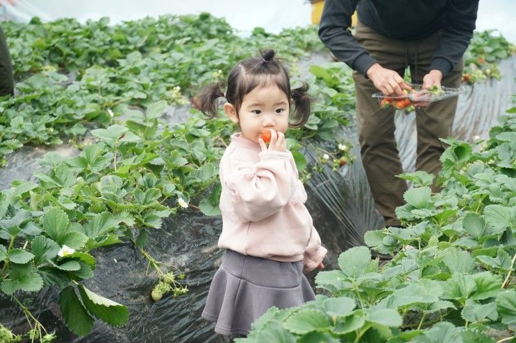 남양주 딸기체험 더드림딸기농장 다녀왔어요!