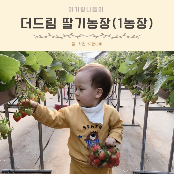 아기랑 딸기체험 남양주 더드림딸기농장 예약 주차 가격 시설