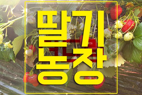 남양주 더드림딸기농장 체험 하구왔습니다.