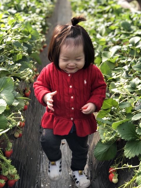 [아이의 시선] 딸기농장체험 : 남양주 더드림딸기농장