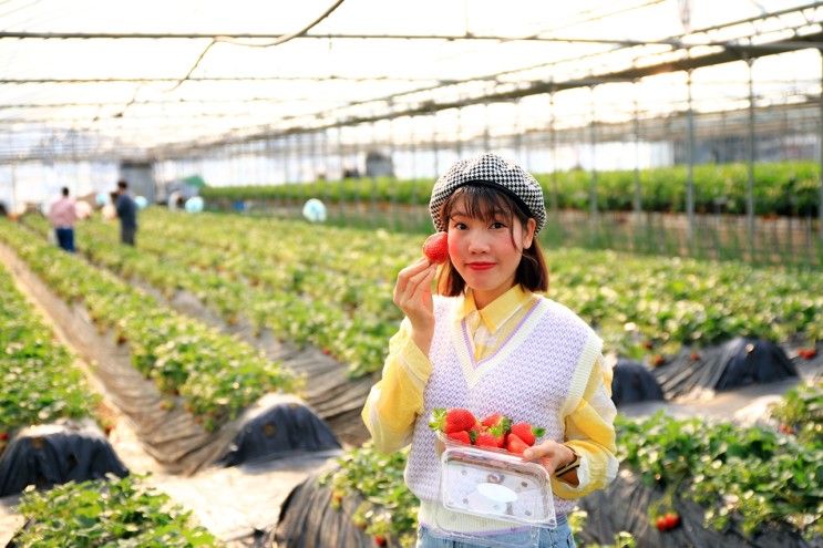 대중교통으로 다녀온 남양주 조안면 더드림 딸기농장 체험 후기