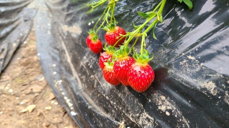 네이버에서 예약되는 딸기체험농장, 더드림농장#2(남양주)