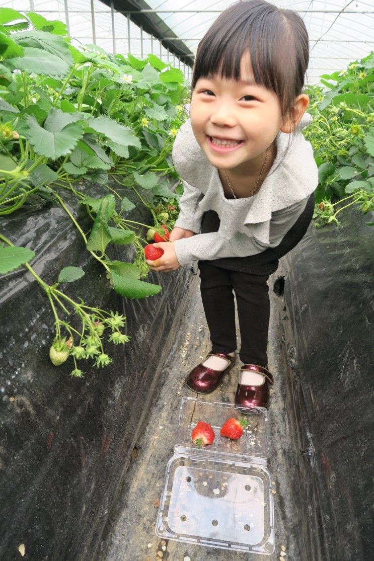 딸기체험 소이현도 다녀간 남양주 더드림딸기체험농장...