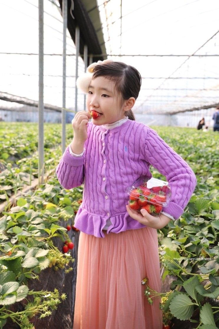 남양주 가볼만한곳, 아이들과 더드림농장 딸기체험 재미있어~♬