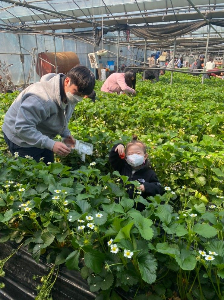 남양주 딸기체험 - 깨끗하고 맛있는 , 더드림딸기 체험농장 후기