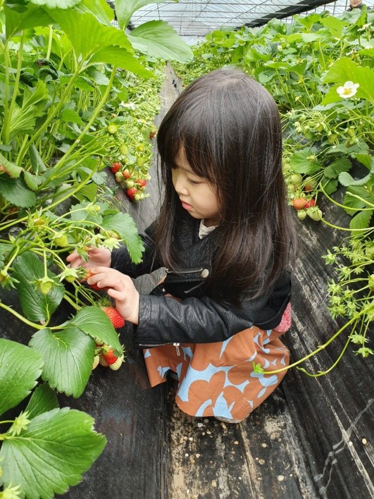 딸기농장체험 * 더드림농장 다녀온 이야기