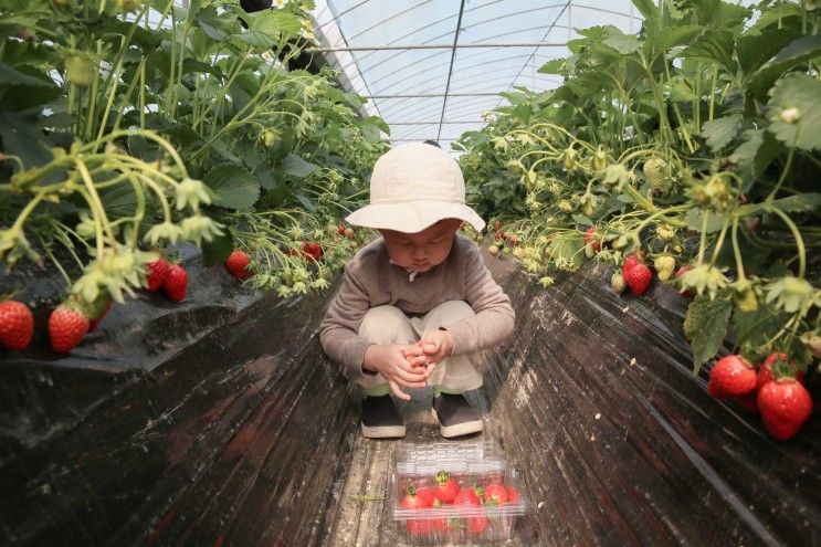 남양주 딸기체험, 더드림 딸기체험농장