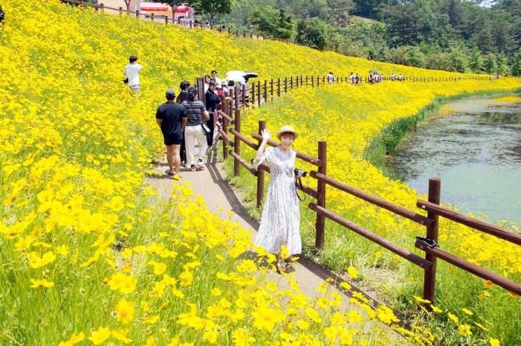 (함안여행) 함안 악양생태공원 금계국이.. 와우~! - 함안...