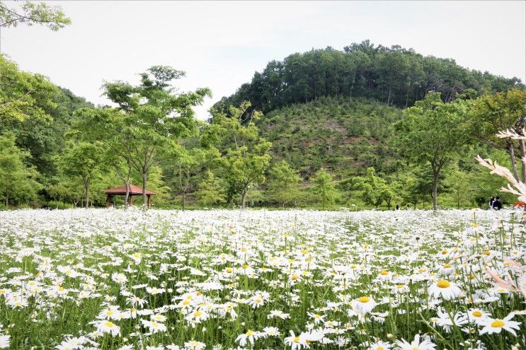 경남 함안 악양 생태공원 샤스타데이지