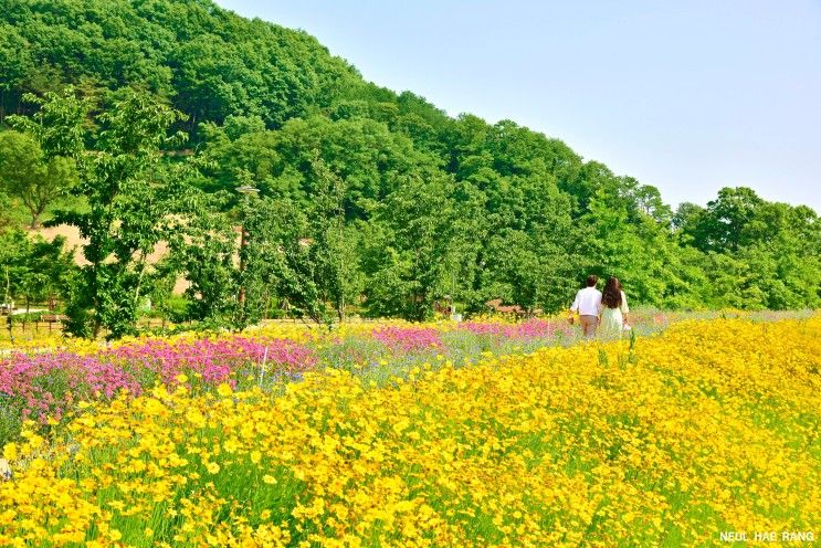 함안 악양생태공원 금계국  & 경남 5월 꽃구경 가볼만한곳 ...